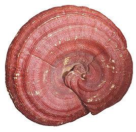 Epic圣诞每日喜加一 免费领取《循环英雄》